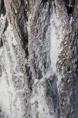 bark of a tree, bark, tree, texture, wood, nature, brown, pattern, old, rough, forest, pine, trunk, surface, textured, abstract, natural, wall, closeup, plant, wooden, detail, oak, backgrounds, materi