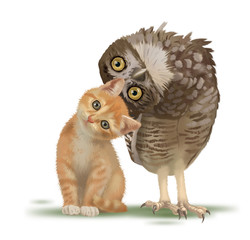 cat animal isolated pet cute owl