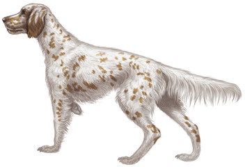 Fototapeta na wymiar dog pet animal spaniel white dogs