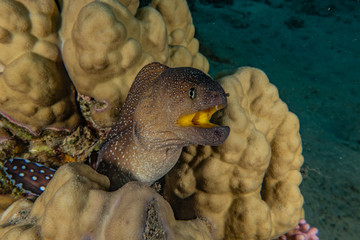 Moray eel Mooray lycodontis undulatus in the Red Sea, eilat israel