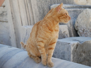 The big yellow Persian cat, Nice and ancient marble city