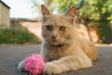 Red cat playing with pink ball on the city street like a dog. Animals theme.