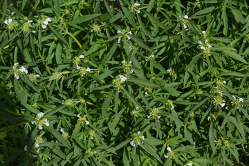 grass with water drops of dew