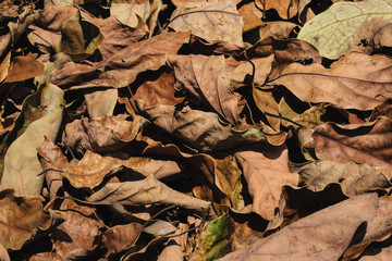 Leaves and Flowers at Pyin Oo Lwin Garden.
