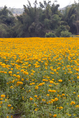 yellow marigold