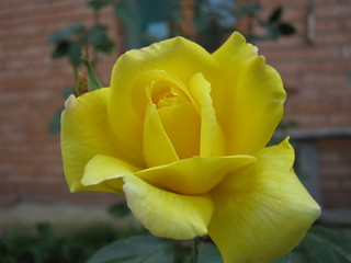 Роза желтая  rose yellow