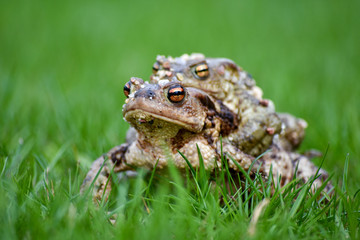 Frog in grass