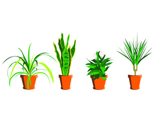 Green house plants in pot