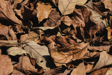 Leaves and Flowers at Pyin Oo Lwin Garden.