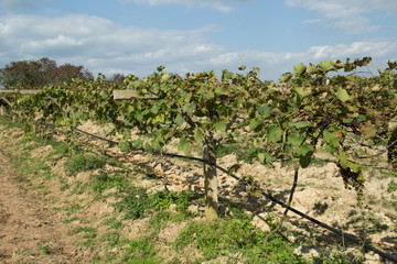 Fototapeta na wymiar Grapes for wine making, grape growing.