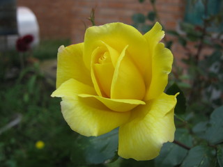 Роза желтая  rose yellow