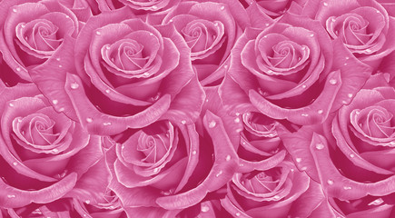 rose valentine's day love romantic