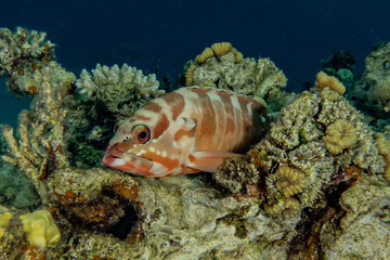 Fish swim in the Red Sea, colorful fish, Eilat Israel