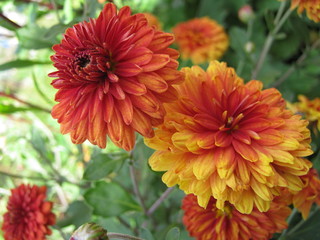 chrysanthemums