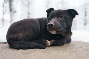 Black puppy with white snow as background. Black curious puppy bask on the lid of hatch of the underground heating main