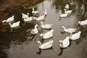 Obraz premium white geese family swim on the pond water on an autumn cloudy day