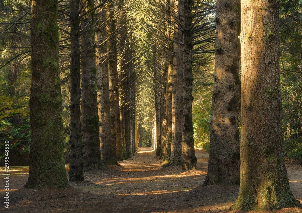 Poster Beautiful shot of a pathway in the middle of a forest with big tall trees at daytime