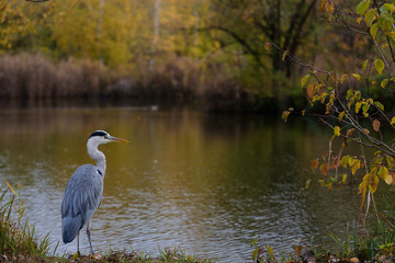 great blue heron