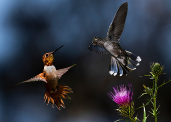 Fototapeta na wymiar Blue-throated Mountain Gem and Rufous Hummingbird Vie to Feed at Arizona Thistle