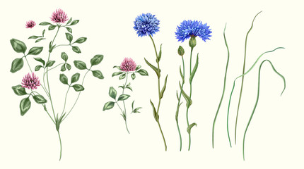 clover chicory flowers grass blossom © Anatoly Shapoval