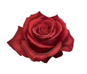 rose red flower love isolated valentine's day love romantic