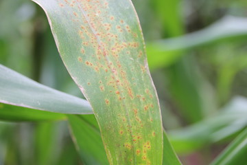 Southern Corn Rust diseases that damage at leaves, biotic stress at the fields on tropical zone of Thailand.
