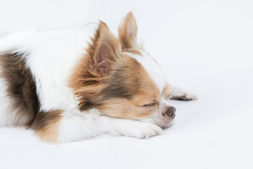 chihuahua sleeping