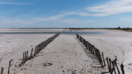 Fototapeta premium La camargue