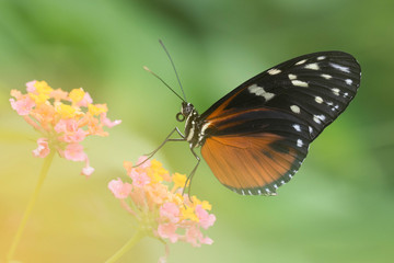 Obraz premium Papillon exotique sur une jolie fleur