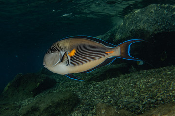 Fish swim in the Red Sea, colorful fish, Eilat Israel