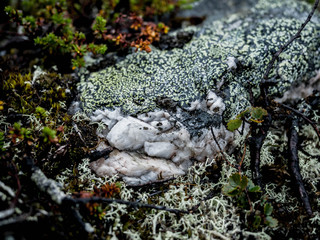 Obraz premium moss on stone