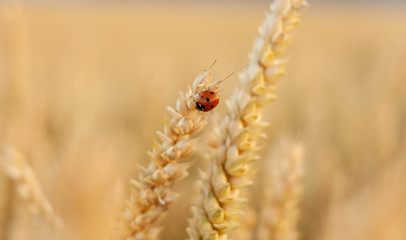 wheat yellow beautiful field with closeup spikelet with ladybug