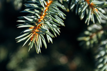 Naklejka na ściany i meble Closeup view of a spruce tree beautiful branch with water droplets on needles under the sunlight. Macro of a coniferous evergreen tree on a majestic sunny day. Blurred background. Selective focus