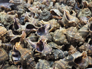 muscheln