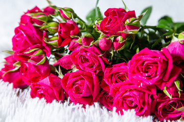 beautiful red rose