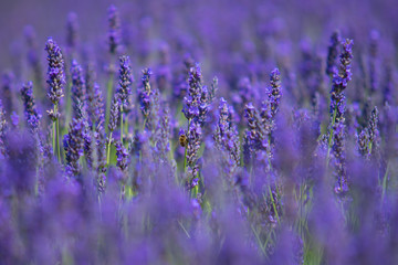 Lavender fields In Norwich, England.