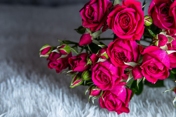 bouquet of beautiful red roses isolated on white background.