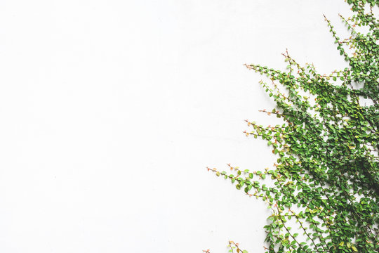 The surface of green leaves On a white plaster wall decoration wall with grunge surface texture for design with text or image space.