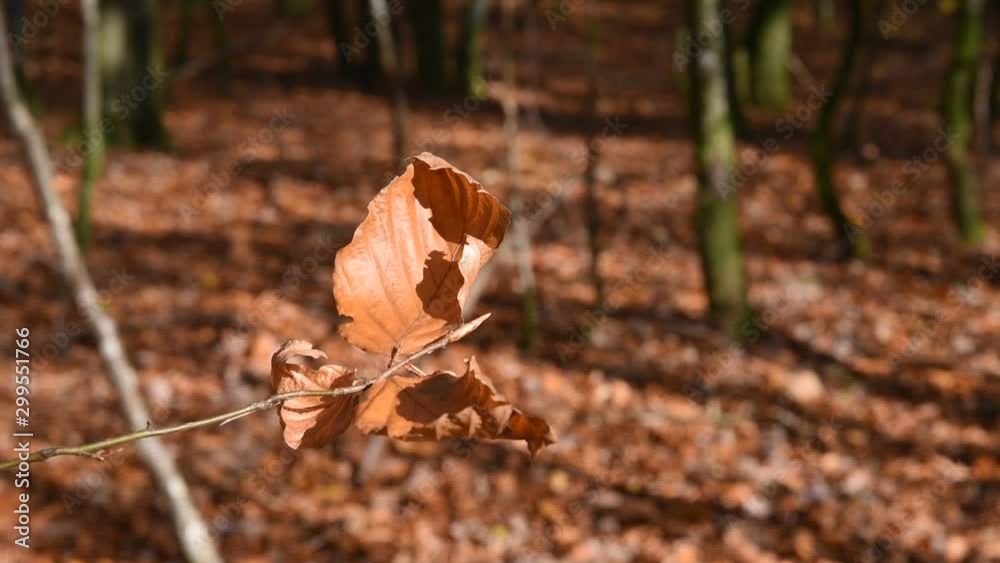 Poster automne climat automnal saison bois foret