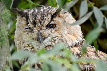 Blinking owl