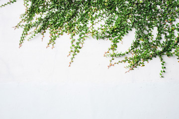 The surface of green leaves On a white plaster wall decoration wall with grunge surface texture for...