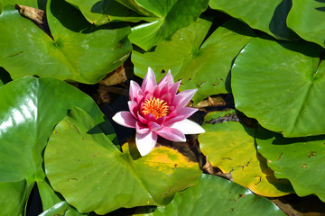 Ninfea che riposa sul fogliame verde nel sole estivo.
