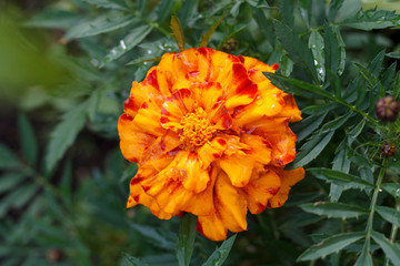 orange marigold flower with raindrops closeup