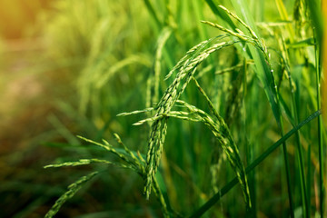 Rice in the field waiting for harvest Chiang Mai Thailand for the designs decoration and background