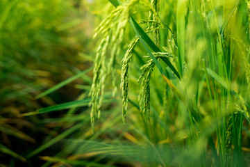 Rice in the field waiting for harvest Chiang Mai Thailand for the designs decoration and background