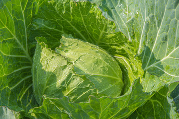 cabbage