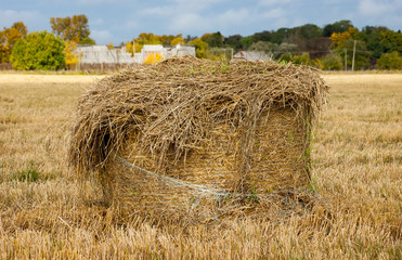 Round haystack on a yellow field. Autumn harvest on a mown field. A large stack of straw resembling a head with a mischievous hairdo.