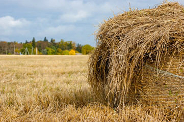 Round haystack on a yellow field. Autumn harvest on a mown field. A large stack of straw resembling a head with a mischievous hairdo. A large stack of straw in the foreground.