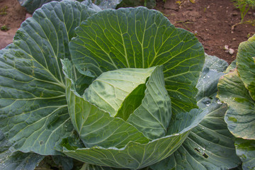 cabbage