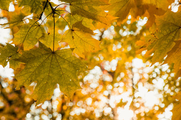 Autumn foliage of bright orange color through which rays of the sun break through. Beautiful scenery with warm-colored trees and a lake.